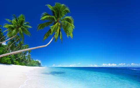 棕榈树上热带海滩4k超高清壁纸和背景
