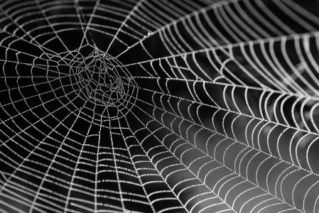 蜘蛛网全高清壁纸和背景