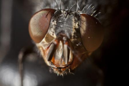 昆虫5k视网膜超高清壁纸和背景