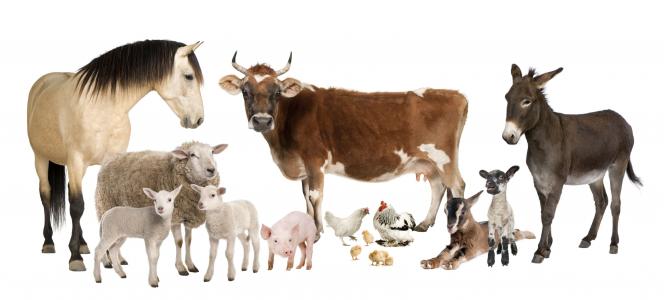 一群农场动物全高清壁纸和背景