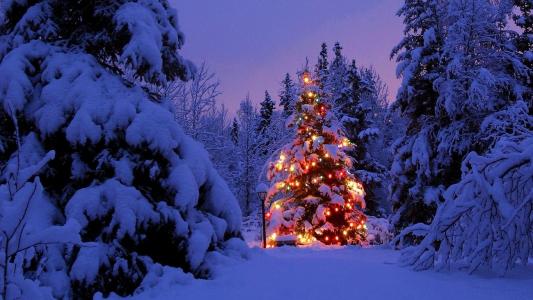 雪4k超高清壁纸和背景图像中的圣诞树