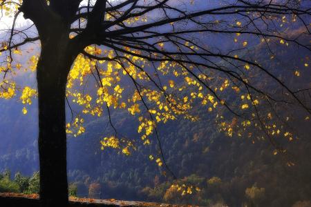 秋天树全高清壁纸和背景图像