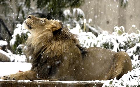 狮子在雪壁纸和背景
