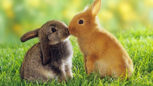 亲吻的兔子