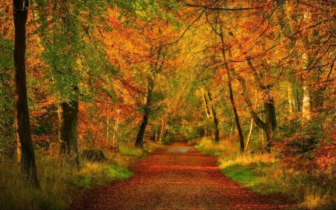 秋季森林全高清壁纸和背景图像中的路径