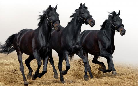 三匹黑马全高清壁纸和背景