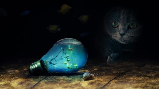 猫在一个灯泡看完整的高清壁纸和背景的鱼