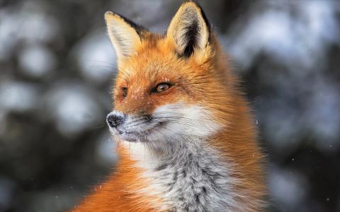 红狐狸在冬季全高清壁纸和背景