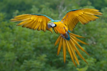 蓝色和金色的金刚鹦鹉在飞行中全高清壁纸和背景