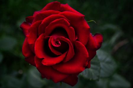 美丽的红玫瑰4k超高清壁纸和背景