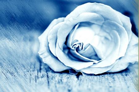 冰蓝色玫瑰全高清壁纸和背景图像