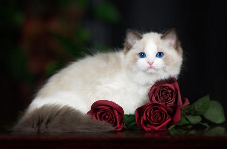 布娃娃猫与玫瑰全高清壁纸和背景