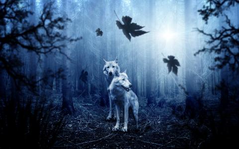 狼在黑暗的幻想森林4k超高清壁纸和背景