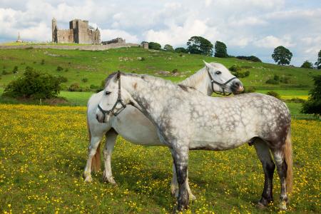 岩壁的爱尔兰的马全高清壁纸和背景