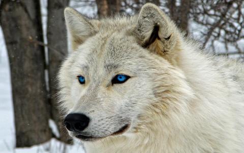白狼与蓝色的眼睛全高清壁纸和背景