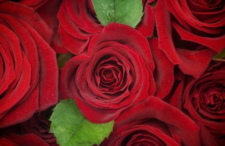 红玫瑰5k视网膜超高清壁纸和背景图片