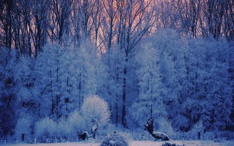 日落通过冬季树全高清壁纸和背景图像