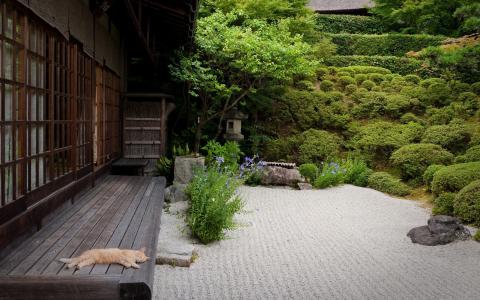 日本花园与猫壁纸和背景图像