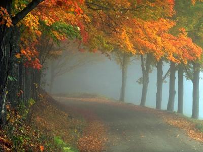 有雾的秋季森林路全高清壁纸和背景图像