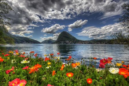 在瑞士的湖花全高清壁纸和背景