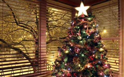 圣诞树全高清壁纸和背景图像
