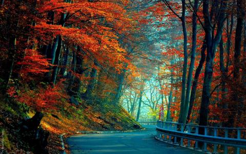 秋季森林路全高清壁纸和背景图像