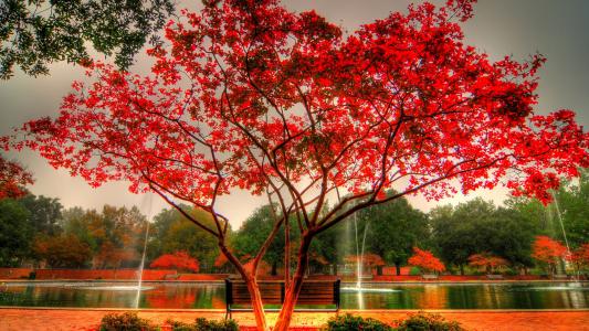 红色的秋天树全高清壁纸和背景