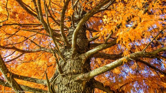 秋树4k超高清壁纸和背景图像