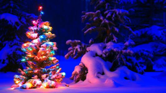 点燃的圣诞树在冬季森林全高清壁纸和背景图像