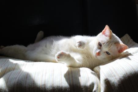 只是躺在阳光下的白色猫全高清壁纸和背景