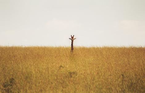 长颈鹿全高清壁纸和背景