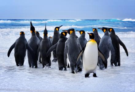国王企鹅在海洋5k视网膜超高清壁纸和背景