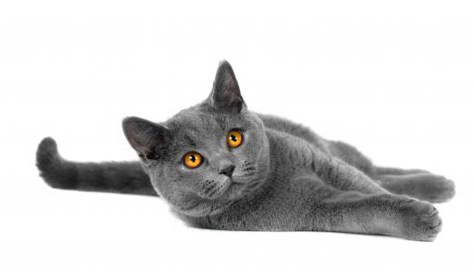 铜眼睛的灰猫5k视网膜超高清壁纸和背景
