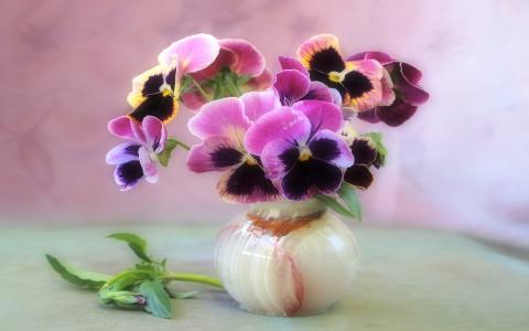 花瓶中的三色紫罗兰全高清壁纸和背景图片