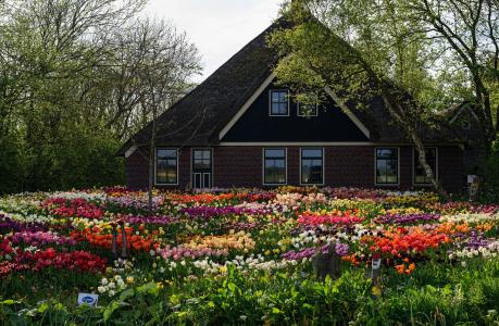 阿姆斯特丹房子与郁金香在院子里4k超高清壁纸和背景图像