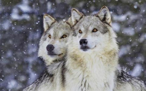美丽的狼在冬季暴风雪全高清壁纸和背景