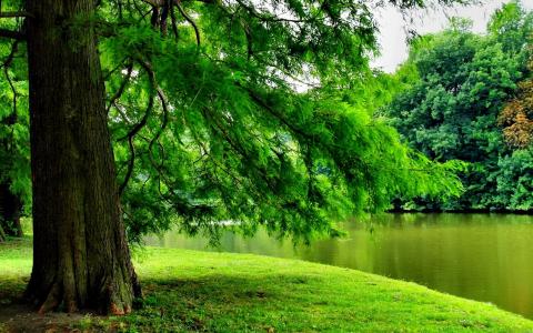 在河全高清壁纸和背景的绿树