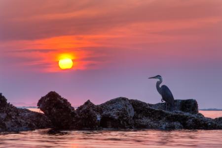 日落时的海洋岩石上的海鸥全高清壁纸和背景