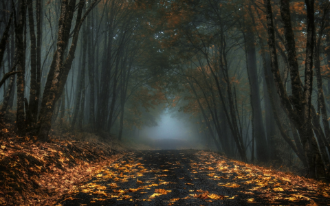 有雾的秋季森林路全高清壁纸和背景图像