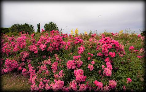 粉色玫瑰花丛全高清壁纸和背景