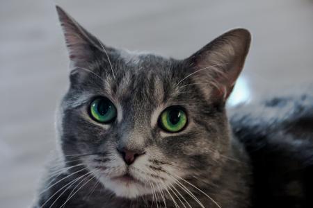 绿眼的猫全高清壁纸和背景