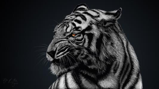 老虎的眼睛充分的高清墙纸和背景