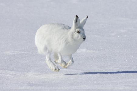 北极兔子,也被称为极地兔全高清壁纸和背景