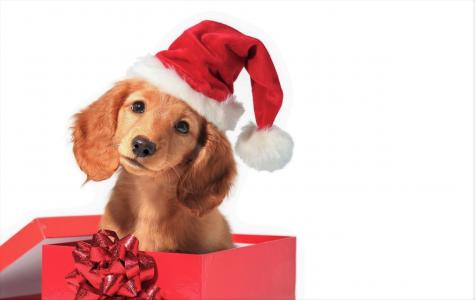 可爱的小狗在礼品盒全高清壁纸和背景图像