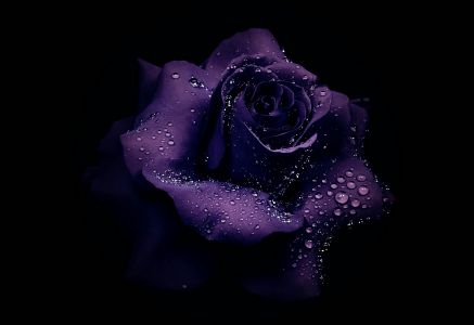 露滴上紫玫瑰全高清壁纸和背景