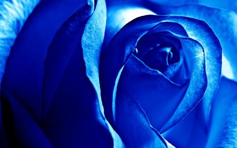 蓝色的玫瑰全高清壁纸和背景