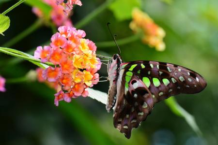被盯梢的杰伊是一个主要是绿色和黑色的热带蝴蝶,swallowtail家庭4k超高清壁纸和背景