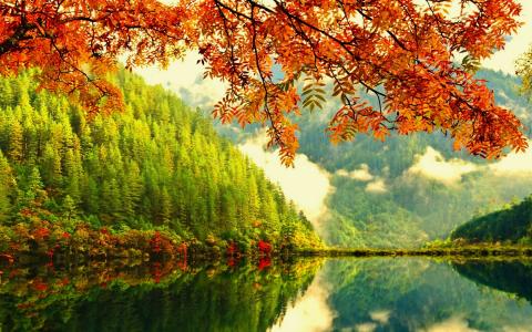 在湖的秋天分支墙纸和背景