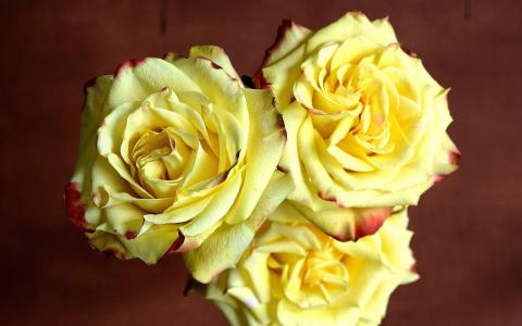 黄玫瑰全高清壁纸和背景图像