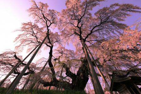 樱花树全高清壁纸和背景图像